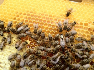 Bienen, Bienen, Bienen